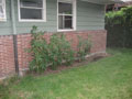 midstage tomatoes.JPG